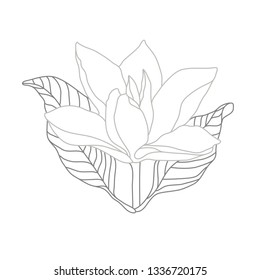 Magnolia Monochrome Line Illustration on White. Flower Logo Design