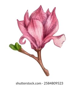 magnolia in pencil, translated into vector