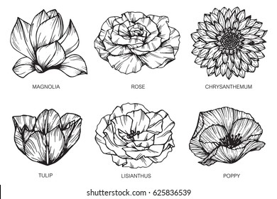 Magnolia, Peony, Tulip, Chrysanthemum, Lisianthus and Poppy flowers drawing and sketch with line-art on white backgrounds.  