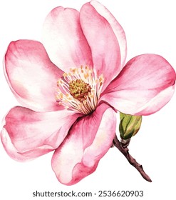 Magnolia cor de água cor-de-rosa flor ilustração. Flor de primavera pintada à mão e broto em flor cheia isolado no fundo branco, vetor