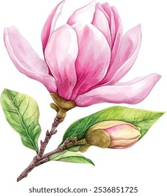 Magnolia cor de água cor-de-rosa flor ilustração. Flor de primavera pintada à mão e broto em flor cheia isolado no fundo branco, vetor