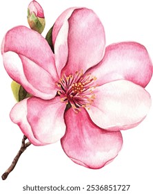 Magnolia cor de água cor-de-rosa flor ilustração. Flor de primavera pintada à mão e broto em flor cheia isolado no fundo branco, vetor