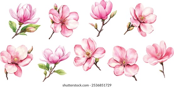 Magnolia rosa Aquarell Blumengrafik. Handgemalte Frühlingsblüte und Knospe in voller Blüte einzeln auf weißem Hintergrund, Vektorgrafik