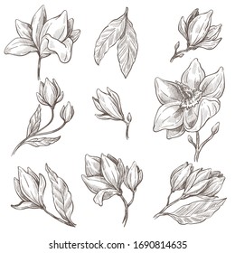 Magnolia plant, bud on stem and leaves isolated sketches vector. Flower blossom, botany and floristry, cultivation and growing, garden or wild species. Hand drawn nature and flora element, blooming