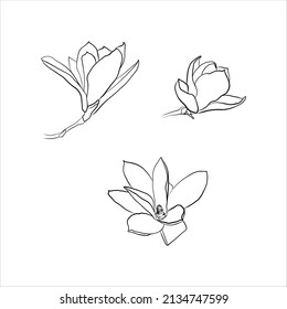 Magnolia Set Hand-drawing Linear Vector Illustration. Outline Isolated On White Background. Magnolia Flower Icon