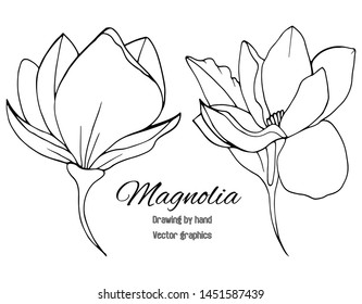 Magnolia, set. Sketch Flower collection of botany. Floral pattern. Black and white with line art on a white background. Hand drawn Botanical illustrations. Vector.