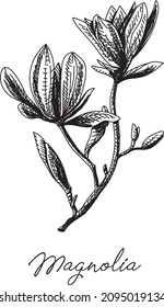 Magnolia. Sketchy hand-drawn vector illustration.