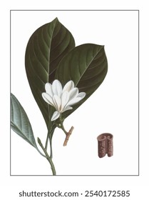 Magnolia sprengeri, hand-painted floral and botanical painting, hand-painted herbal painting, natural herbs.