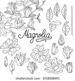 Magnolia sprig drawing and sketch with linear art on a white background. Set of elements. Different size flowers. Stock vector.