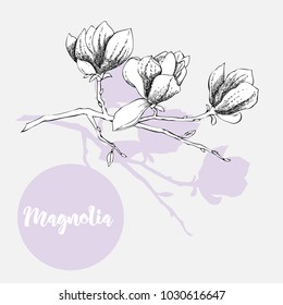 Magnolia. Spring flowers. Vector Illustration