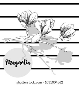 Magnolia. Spring flowers. Vector Illustration