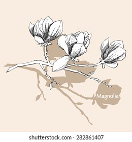 Magnolia. Spring flowers. Vector Illustration