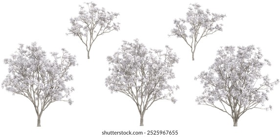 Magnolia stellata tree on transparent background