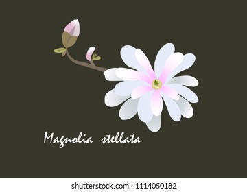 Magnolia stellata vector.The card can be used for decorating greeting cards, invitations, parties, gift labels, stickers, labels, wallpaper, fabric, wrapping paper,scrapbooking