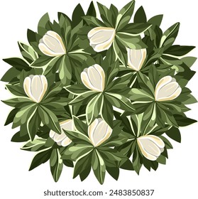 Magnolia Tree for architectural floor plans. Entourage design. Various trees, bushes, and shrubs, top view for the landscape design plan. Vector illustration.