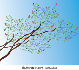 Magnolia tree background in spring