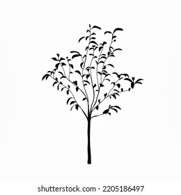 Magnolia tree black and white illustration