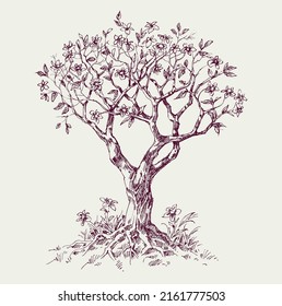 Magnolia tree in bloom hand drawn vector illustration