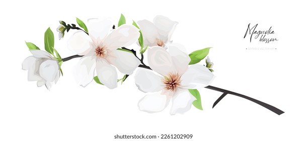 Magnolia tree branch with  cream white flowers and green leaves. Elegant, watercolor style spring editable vector illustration. Lovely invite card template design. Isolated designer decorative element