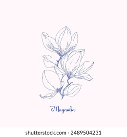 Magnolia tree branch spring flowers, abstract floral sketch art, hand drawn texture pencil,  botanical illustration