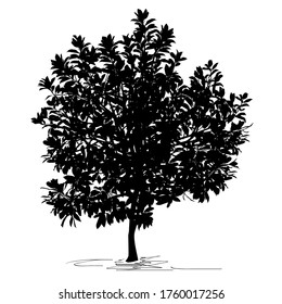 Magnolia tree (Magnolia grandiflora L.) silhouette, black vector image on white background