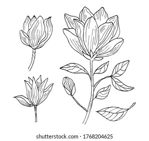 Magnolia tropical flower blossom isolated on a white background. Hand drawing black outline botanical set vector illustration.
