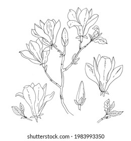 Magnolia. Vector sketch of flowers by line on a white background. Decor