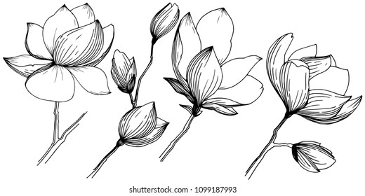 Magnolia in a vector style isolated. Full name of the plant: magnolia, gynopodium, sweetbay. Vector olive tree for background, texture, wrapper pattern, frame or border.