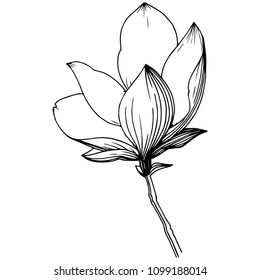 Magnolia in a vector style isolated. Full name of the plant: magnolia, gynopodium, sweetbay. Vector olive tree for background, texture, wrapper pattern, frame or border.