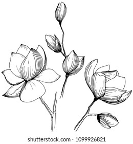 Magnolia in a vector style isolated. Full name of the plant: magnolia, gynopodium, sweetbay. Vector olive tree for background, texture, wrapper pattern, frame or border.