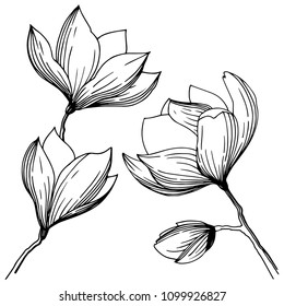 Magnolia in a vector style isolated. Full name of the plant: magnolia, gynopodium, sweetbay. Vector olive tree for background, texture, wrapper pattern, frame or border.
