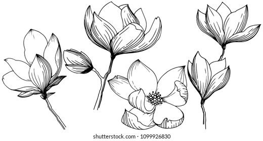 Magnolia in a vector style isolated. Full name of the plant: magnolia, gynopodium, sweetbay. Vector olive tree for background, texture, wrapper pattern, frame or border.