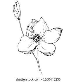 Magnolia aislada en forma de vector. Nombre completo de la planta: magnolia. Olivo vectorial para fondo, textura, patrón envolvente, marco o borde.