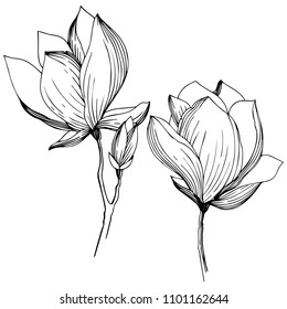 Magnolia in a vector style isolated. Full name of the plant: magnolia. Vector flower for background, texture, wrapper pattern, frame or border.