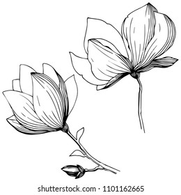Magnolia in a vector style isolated. Full name of the plant: magnolia. Vector flower for background, texture, wrapper pattern, frame or border.