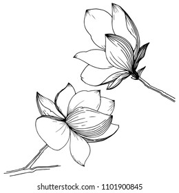 Magnolia in a vector style isolated. Full name of the plant: magnolia, gynopodium, sweetbay. Vector olive tree for background, texture, wrapper pattern, frame or border.