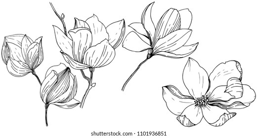Magnolien im Vektorstil einzeln. Vollständiger Name der Pflanze: Magnolien. Vektorgrafik für Hintergrund, Textur, Wrapper-Muster, Rahmen oder Rahmen.