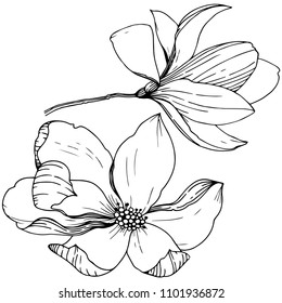 Magnolia in a vector style isolated. Full name of the plant: Magnolia. Vector for background, texture, wrapper pattern, frame or border.