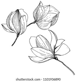 Magnolien im Vektorstil einzeln. Vollständiger Name der Pflanze: Magnolien. Vektorgrafik für Hintergrund, Textur, Wrapper-Muster, Rahmen oder Rahmen.