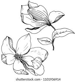 Magnolia in a vector style isolated. Full name of the plant: Magnolia. Vector for background, texture, wrapper pattern, frame or border.