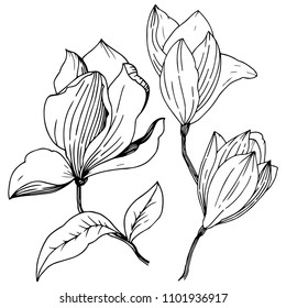 Magnolia in a vector style isolated. Full name of the plant: Magnolia. Vector for background, texture, wrapper pattern, frame or border.