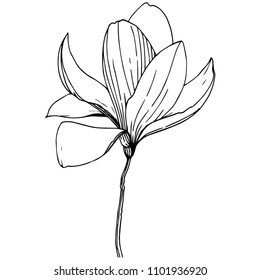 Magnolien im Vektorstil einzeln. Vollständiger Name der Pflanze: Magnolien. Vektorgrafik für Hintergrund, Textur, Wrapper-Muster, Rahmen oder Rahmen.