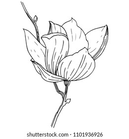 Magnolia in a vector style isolated. Full name of the plant: Magnolia. Vector for background, texture, wrapper pattern, frame or border.