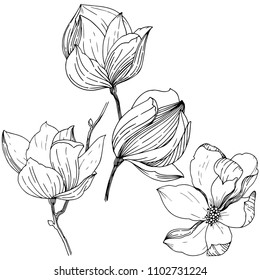 Magnolia in a vector style isolated. Full name of the plant: Magnolia. Vector for background, texture, wrapper pattern, frame or border.