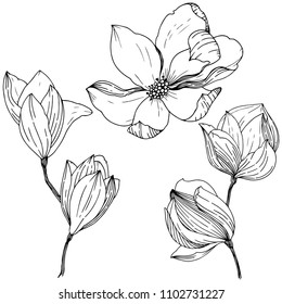 Magnolia in a vector style isolated. Full name of the plant: Magnolia. Vector for background, texture, wrapper pattern, frame or border.