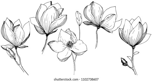 Magnolia aislada en forma de vector. Nombre completo de la planta: magnolia. Flor vectorial para fondo, textura, patrón envolvente, marco o borde.