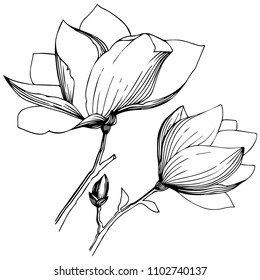 Magnolia in a vector style isolated. Full name of the plant: magnolia. Vector flower for background, texture, wrapper pattern, frame or border.