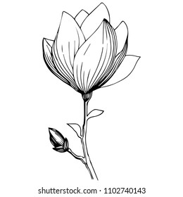 Magnolia in a vector style isolated. Full name of the plant: magnolia. Vector flower for background, texture, wrapper pattern, frame or border.