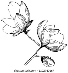 Magnolia in a vector style isolated. Full name of the plant: magnolia, gynopodium, sweetbay. Vector flower for background, texture, wrapper pattern, frame or border.