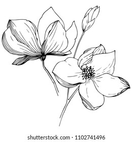 Magnolia in a vector style isolated. Full name of the plant: magnolia. Vector flower for background, texture, wrapper pattern, frame or border.